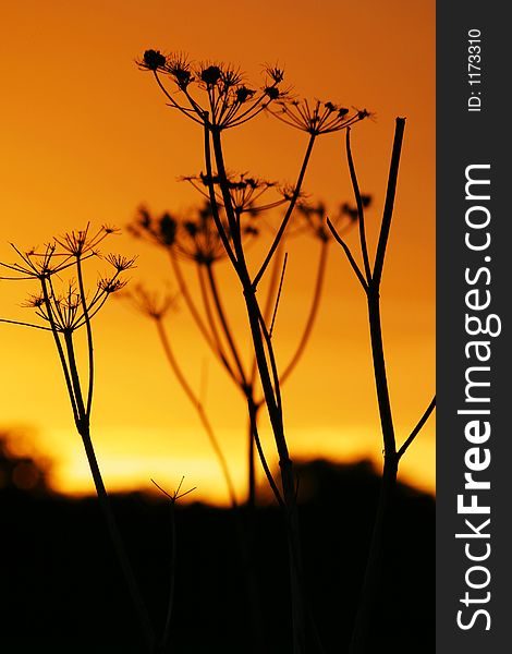 Silhouetted seedheads in golden sunset light. Silhouetted seedheads in golden sunset light