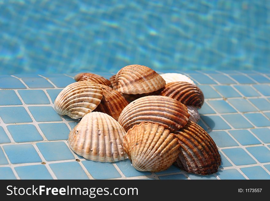 Selection of large shells besides a clear blue pool. Selection of large shells besides a clear blue pool