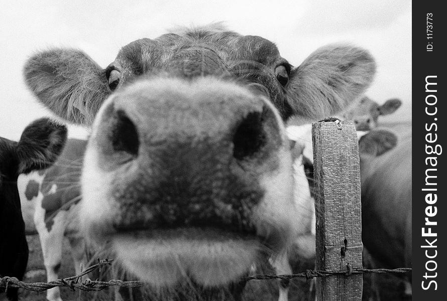 A funny picture of an Icelandic cow shot with a wideangle lens. A funny picture of an Icelandic cow shot with a wideangle lens.