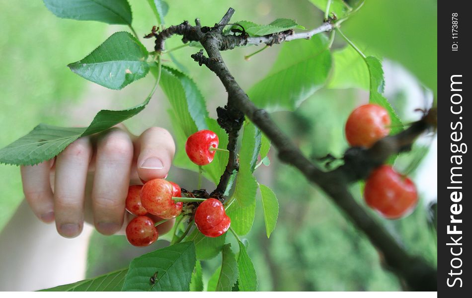 The hand of a man inspecting cherries on a a tree. The hand of a man inspecting cherries on a a tree.