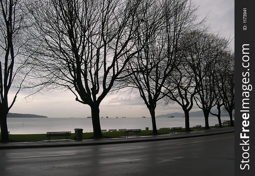 Winter Trees at English Bay, Vancouver, Canada. Winter Trees at English Bay, Vancouver, Canada