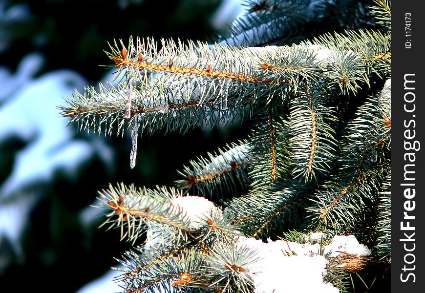 Snow & icicle on pine tree