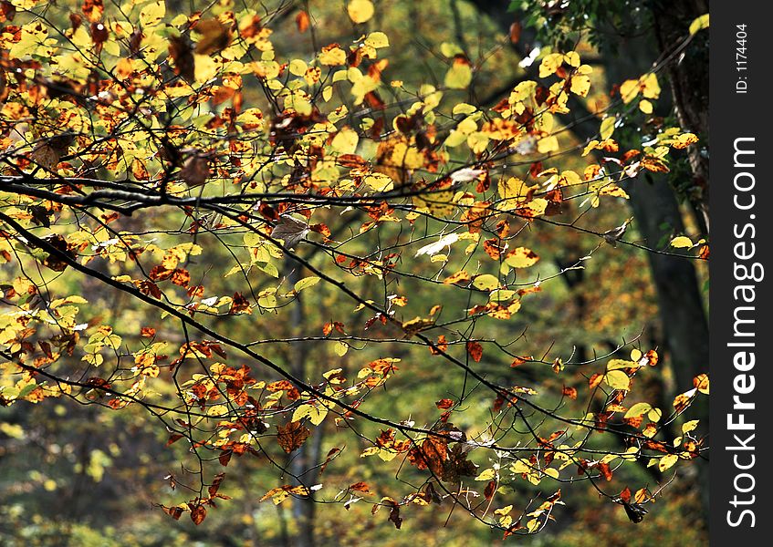 Leaves at the fall season, taken in the wood. Leaves at the fall season, taken in the wood