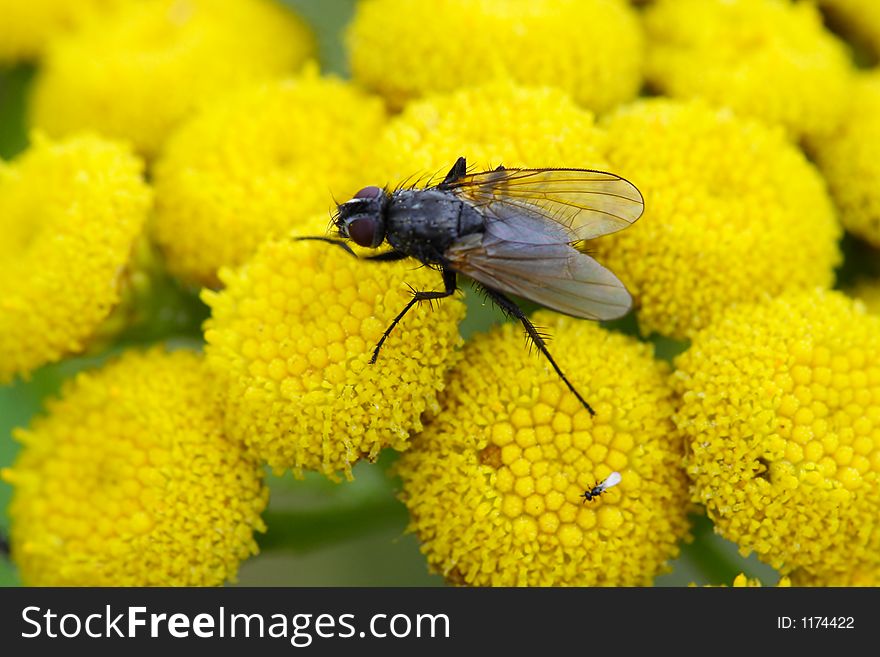 Fly On Flowers