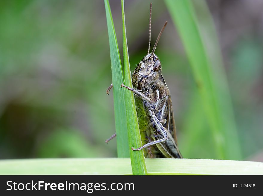 Grasshopper on grass. Late afternoon on natural grassland.