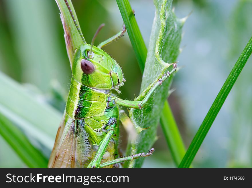 Grasshopper On Leafs