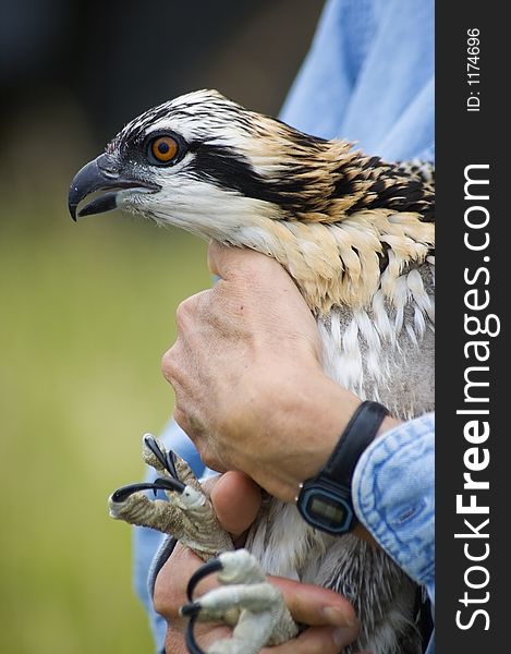 Juvenile osprey (Pandion haliaetus) profile being held with out of focus talons at bottom. Juvenile osprey (Pandion haliaetus) profile being held with out of focus talons at bottom