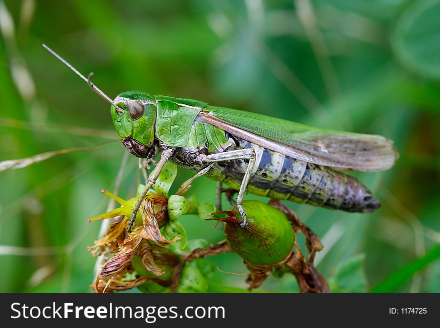 Grasshopper on leaf. Late afternoon on natural grassland. Grasshopper on leaf. Late afternoon on natural grassland.