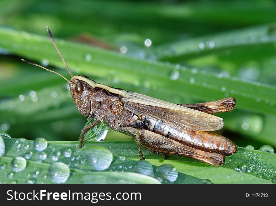 Grasshopper in grass. About mid-morning early, dew.