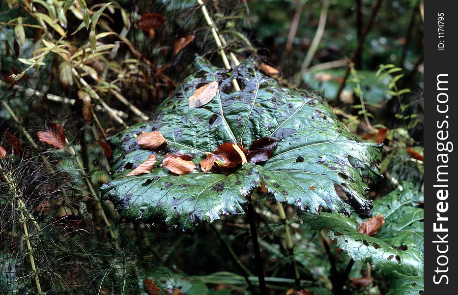 Big and small leaves deep in the autumn wood. Big and small leaves deep in the autumn wood