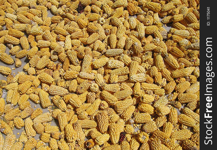 Corn Lying Out To Dry