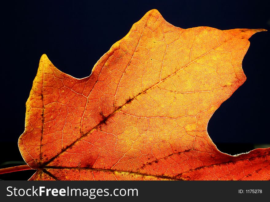 Portrait of single orange leaf, backlight. Portrait of single orange leaf, backlight