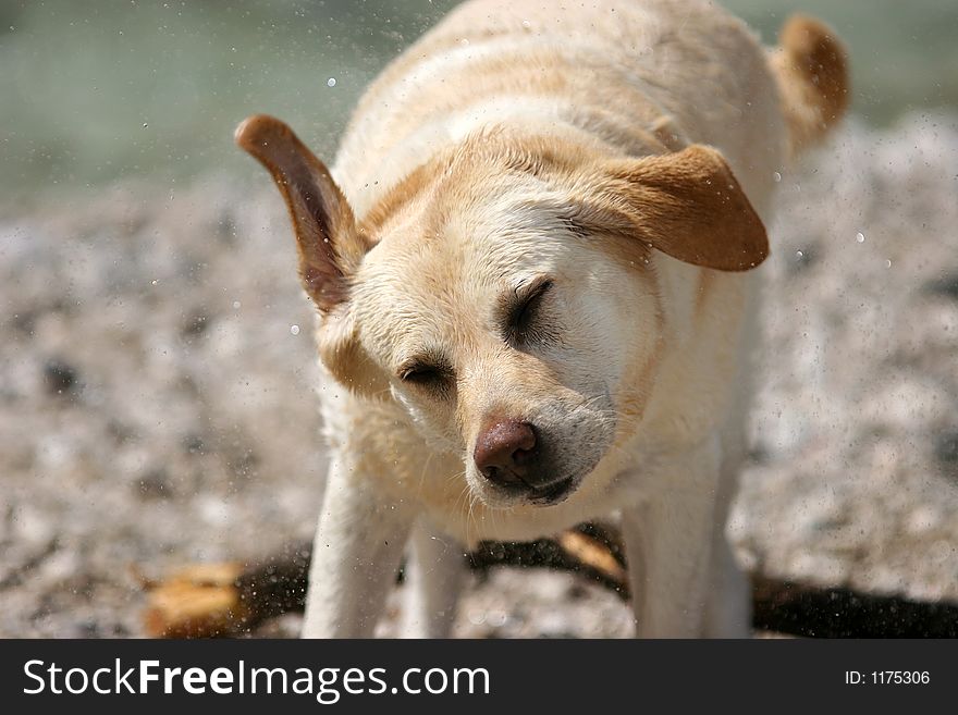 Labrador retriever shaking the water from her coat. Labrador retriever shaking the water from her coat