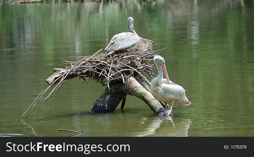Big bird pargon nesting in midle of pond. Big bird pargon nesting in midle of pond