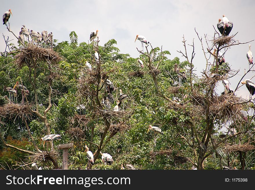 Nesting Stock