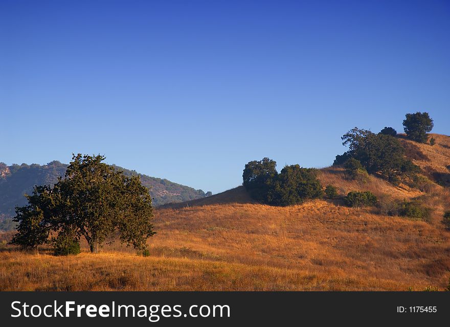 Tree and blue sky in malibu state park ca