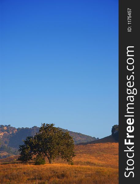 Tree and blue sky in malibu state park ca