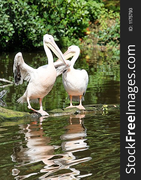 Two pelicans with water reflections