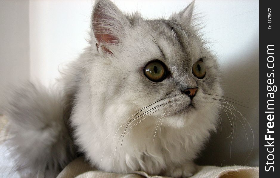 My sweet cat - Puhcho. My sweet cat - Puhcho