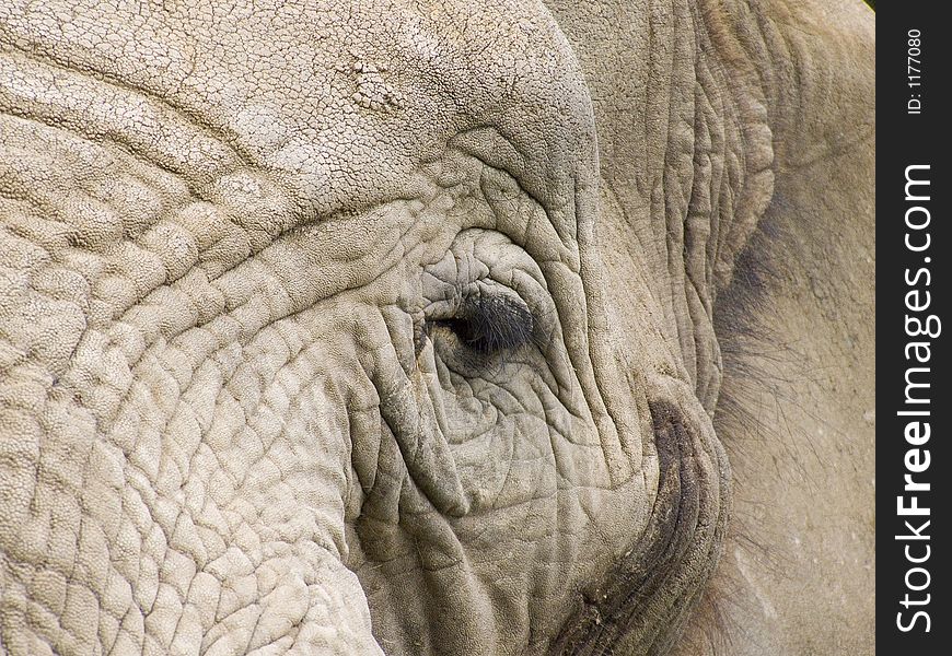 Portrait of an old elephant