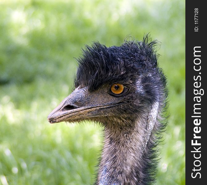 Portrait of a adult nandu. Portrait of a adult nandu