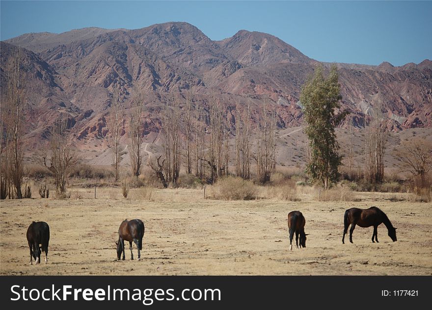 Horses grazing on foot of a Colourful mountain range in dry countryside, Argentina. Horses grazing on foot of a Colourful mountain range in dry countryside, Argentina