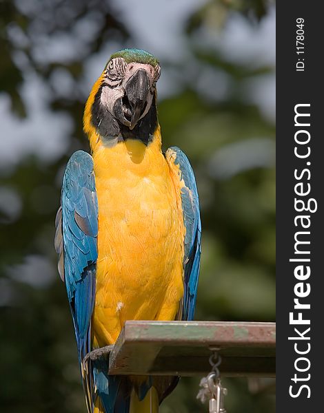 A parrot on a perch