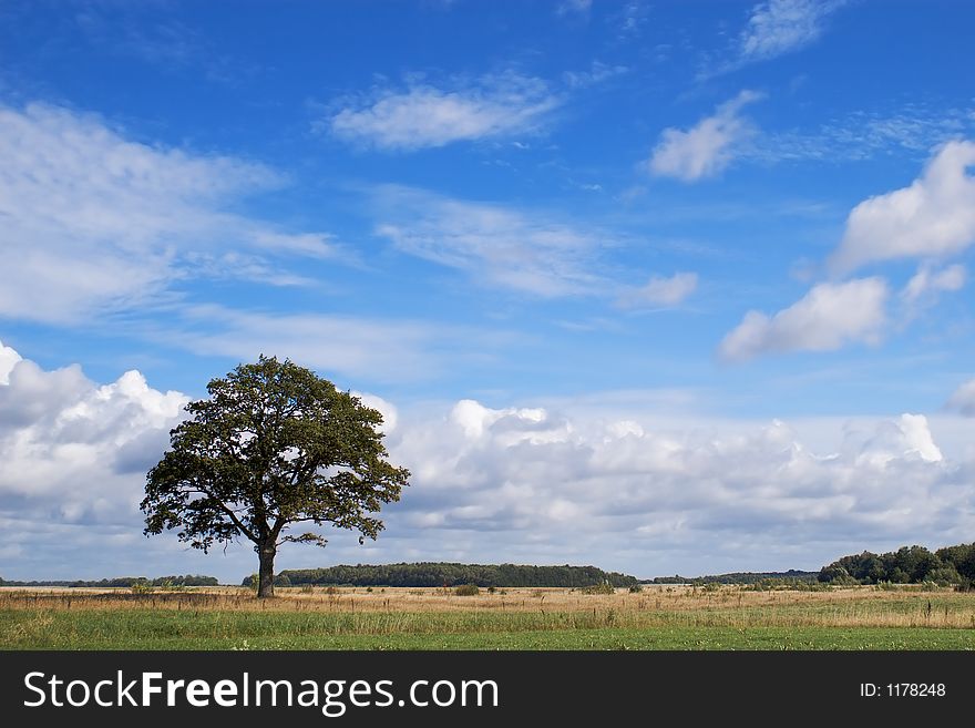 Lonely oak in midday field. Lonely oak in midday field