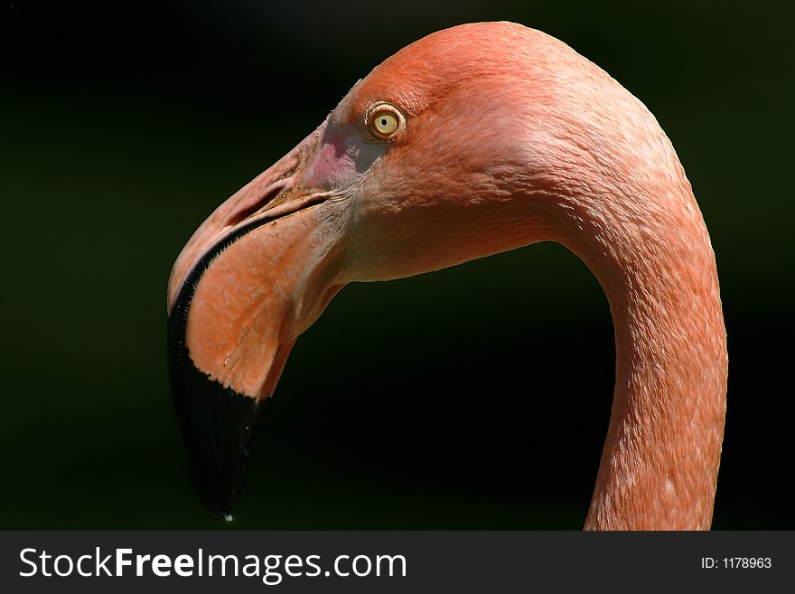 Very nice pink flamingo portrait