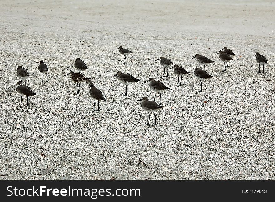 Small birds gatheresd on sandy beach. Small birds gatheresd on sandy beach