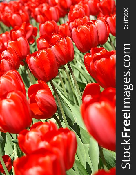 Red Tulips blooming in spring
