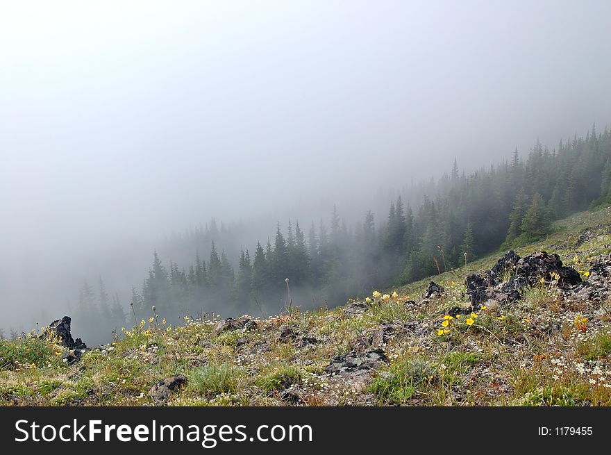 Mountain meadow in Washington State