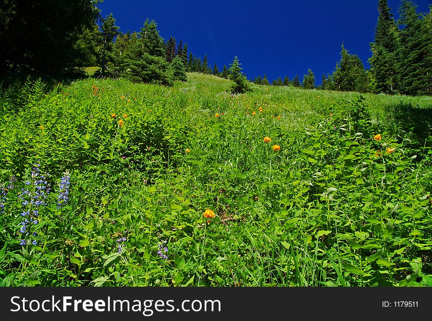 Flowery mountain meadow on a summer day in Olympic National Park. Flowery mountain meadow on a summer day in Olympic National Park