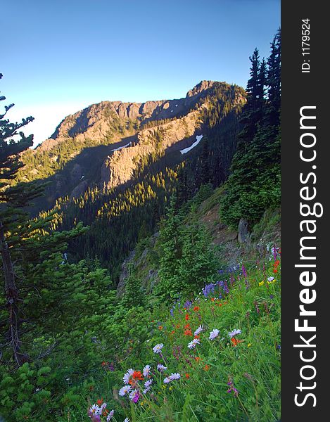 Flowery mountain meadow on a summer day in Olympic National Park. Flowery mountain meadow on a summer day in Olympic National Park