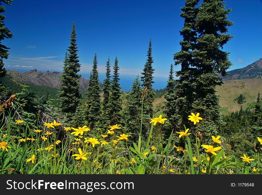 Yellow Daisies in Olympic National Park. Yellow Daisies in Olympic National Park