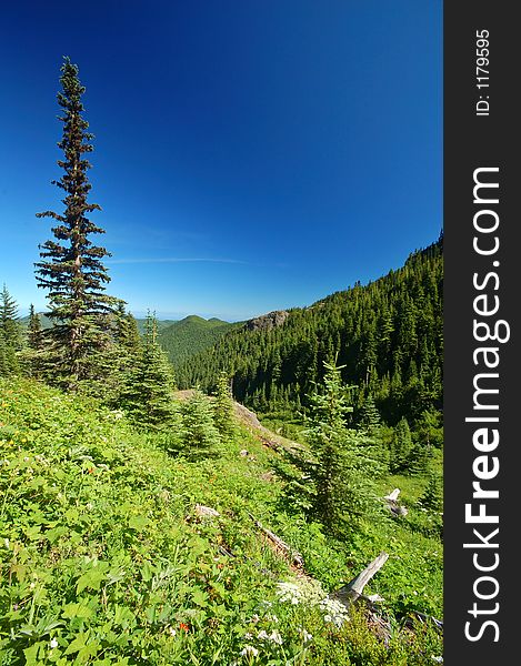 Parsnip in a mountain meadow in Olympic National Park