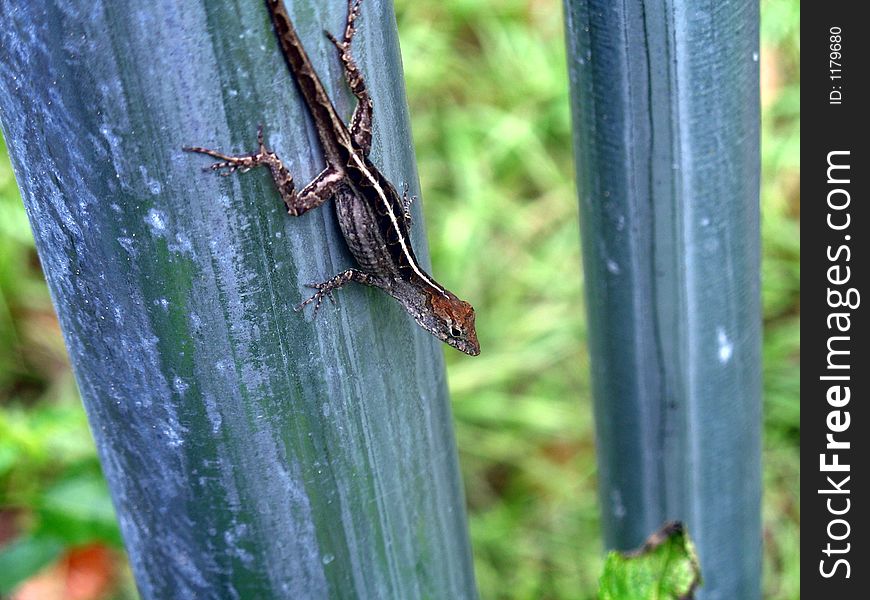 A female brown anole lizard on a metal fence post in Florida.