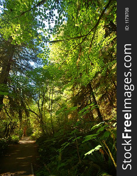 Deep in the dark heart of the Pacific Northwest forest, on the Olympic Peninsula of Washington State. Deep in the dark heart of the Pacific Northwest forest, on the Olympic Peninsula of Washington State