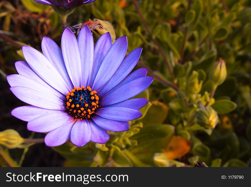 Isolated Purple Gerbera daisy flower