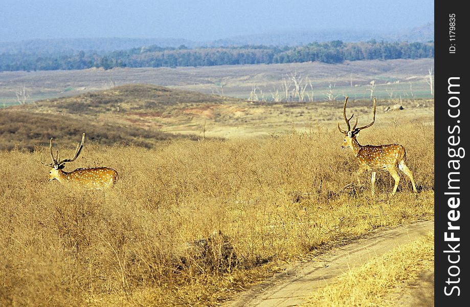 Chital, (Axis axis) also known as Spotted Deer or Axis Deer, at Pench Tiger Reserve in CEntral India.