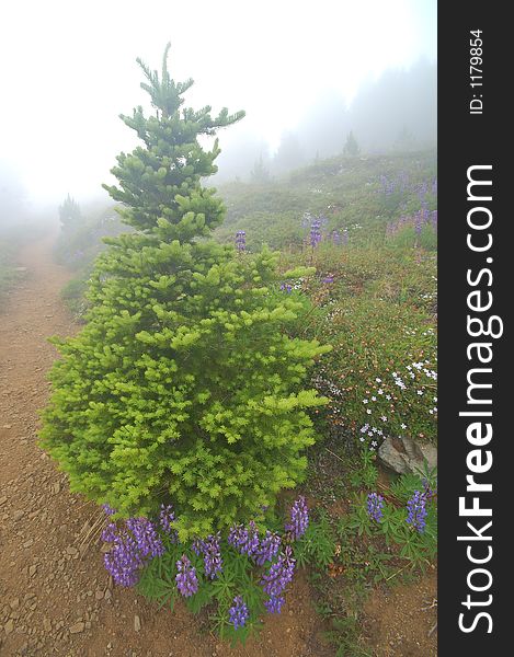 Lupine in an alpine medow in Washington State. Lupine in an alpine medow in Washington State