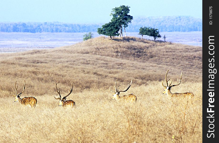 Chital, (Axis axis) also known as Spotted Deer or Axis Deer, at Pench Tiger Reserve in CEntral India. T