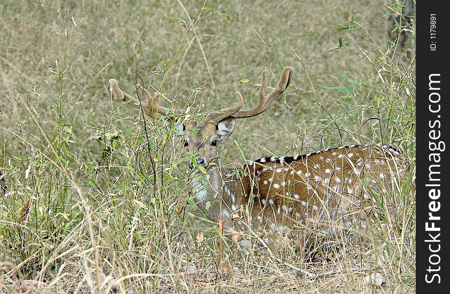 Chital, (Axis axis) also known as Spotted Deer or Axis Deer, at Pench Tiger Reserve in CEntral India. They are an important food source for the major predators in the area - tigers, leopards and wild dogs.