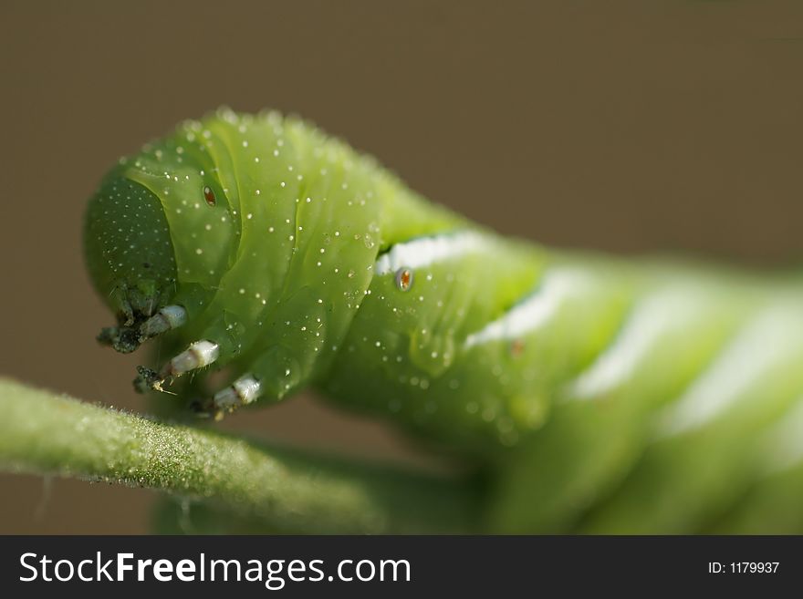 Manduca Quinquemaculata (Tomato Hornworm) closeup. Manduca Quinquemaculata (Tomato Hornworm) closeup