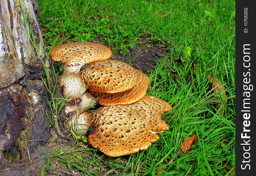 Speckled mushrooms growing on an old tree stump. Speckled mushrooms growing on an old tree stump