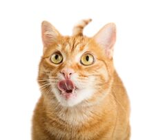 Ginger Cat Licking His Chops Royalty Free Stock Photos Ginger Cat Licking His Chops Royalty Free Stock Photos