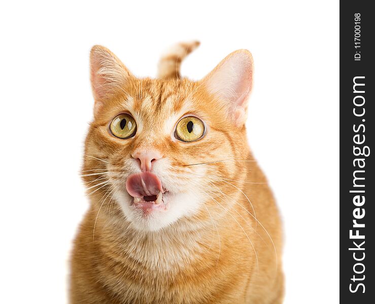 Big ginger cat licking his chops, isolared on white background