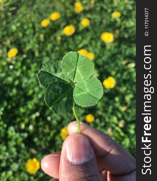 Lucky four leaves clover