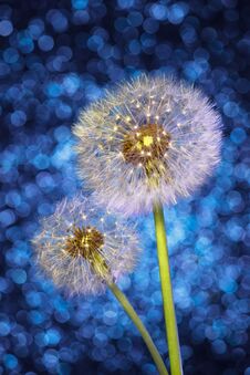 Parachutes Of Dandelion Seeds On Bright Blue Bokeh Background. Royalty Free Stock Images