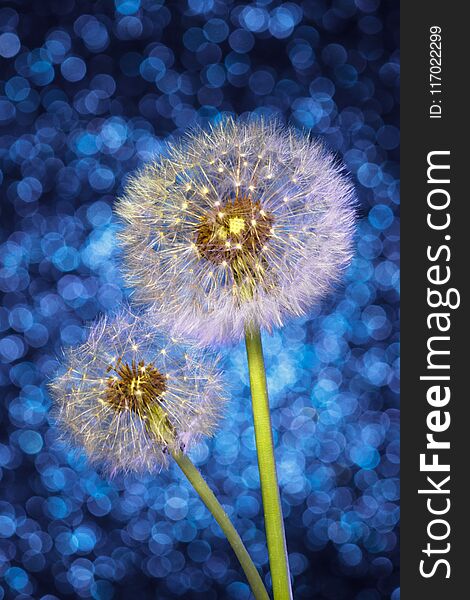 Parachutes of Dandelion Seeds on Bright Blue Bokeh Background.